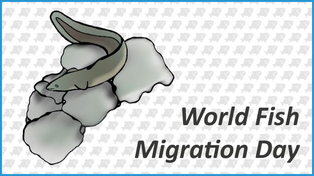 05 21 World Fish Migration Day