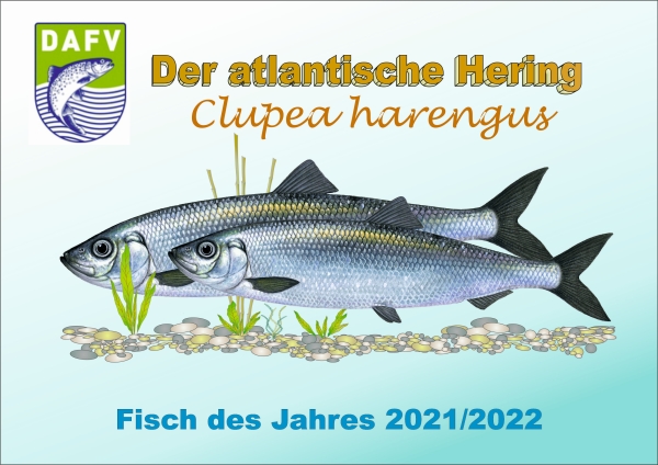 Hering Fisch des Jahres 2020 x shrink 1