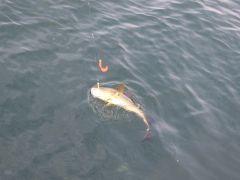 Senioren Meer 2018 089