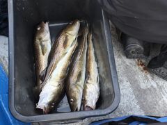 Meeresangeln Senioren 2019 099